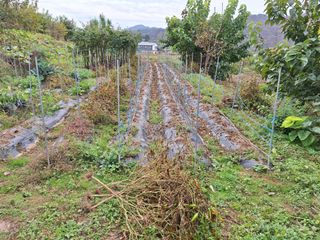 정희군님의 들깨 · 영농일지 작성글 사진