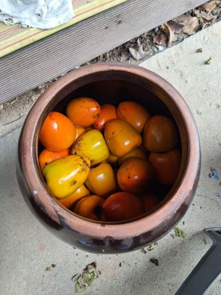 정희군님의 들깨 · 영농일지 작성글 사진