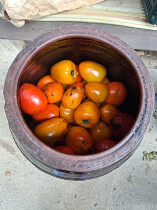 정희군님의 들깨 · 영농일지 작성글 사진