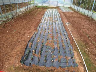 정희군님의 들깨 · 영농일지 작성글 사진