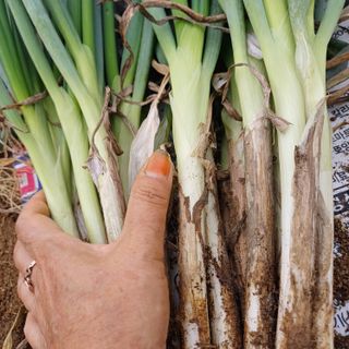 삼성농산님의 자유주제 · 자유게시판 작성글 사진