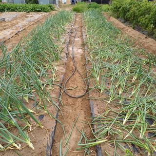 삼성농산님의 자유주제 · 자유게시판 작성글 사진