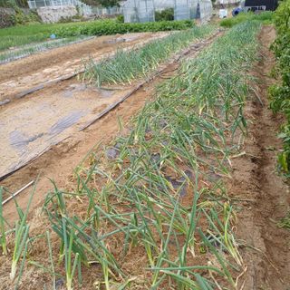 삼성농산님의 자유주제 · 자유게시판 작성글 사진