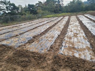 윤병주님의 마늘 · 영농일지 작성글 사진