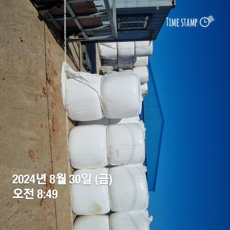 장터 상품 [공룡알 옥수수 ] 썸네일