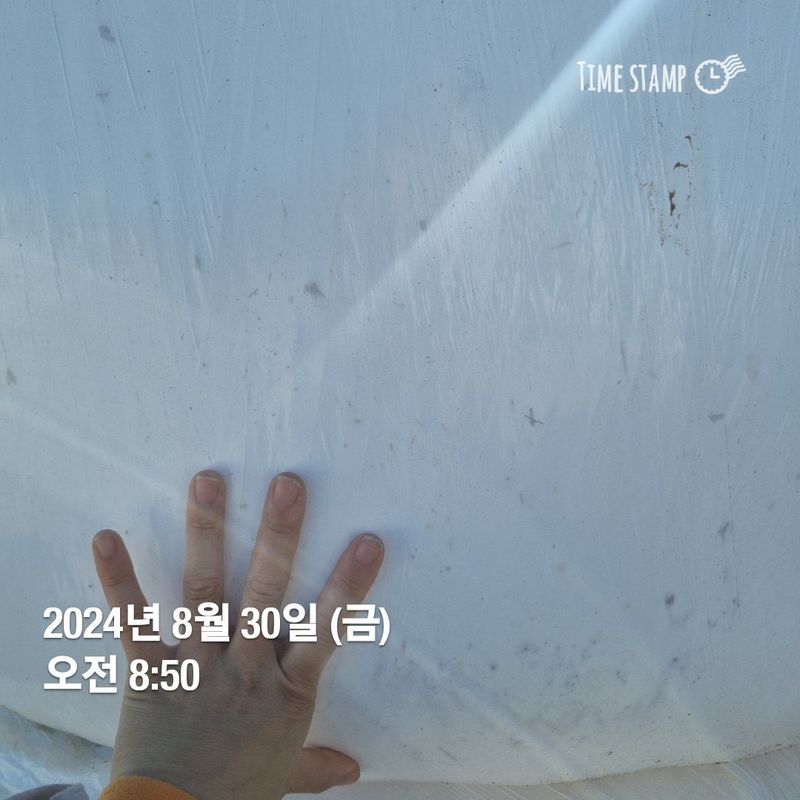 민들레님의 장터 판매 상품 [공룡알 옥수수 ] 첨부 사진