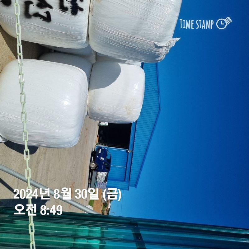 민들레님의 장터 판매 상품 [공룡알 옥수수 ] 첨부 사진