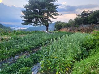 한&균님의 요즘 즐겨보는 TV 프로그램을 알려주세요 · 참여글 작성글 사진