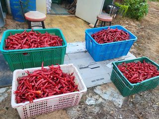 한&균님의 요즘 즐겨보는 TV 프로그램을 알려주세요 · 참여글 작성글 사진