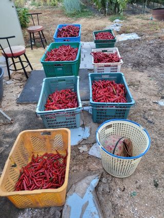 한&균님의 요즘 즐겨보는 TV 프로그램을 알려주세요 · 참여글 작성글 사진