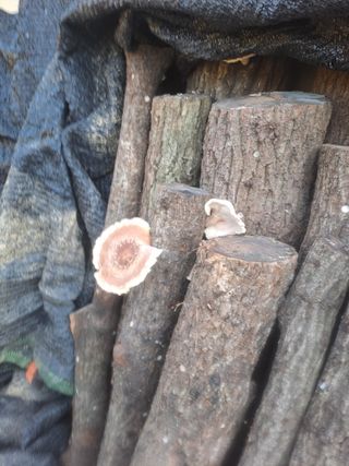 최가박당농부님의 자유주제 · 자유게시판 작성글 사진