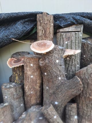 최가박당농부님의 자유주제 · 자유게시판 작성글 사진