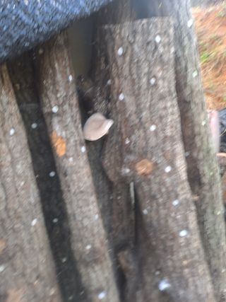 최가박당농부님의 자유주제 · 자유게시판 작성글 사진