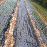 팜모닝 11월 농사 계획 공유하기·참여글 게시글 이미지