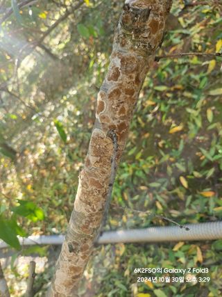 김용삼님의 복숭아 · 병해충상담 작성글 사진