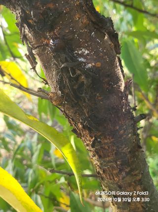 김용삼님의 복숭아 · 병해충상담 작성글 사진