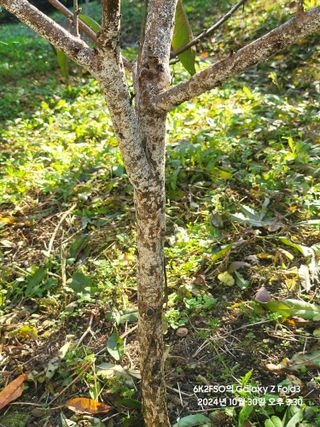 김용삼님의 복숭아 · 병해충상담 작성글 사진