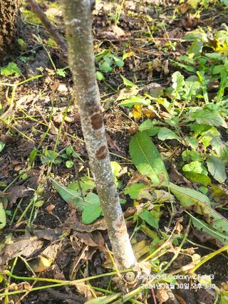 김용삼님의 복숭아 · 병해충상담 작성글 사진