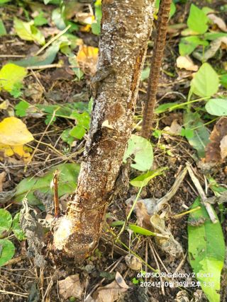 김용삼님의 복숭아 · 병해충상담 작성글 사진