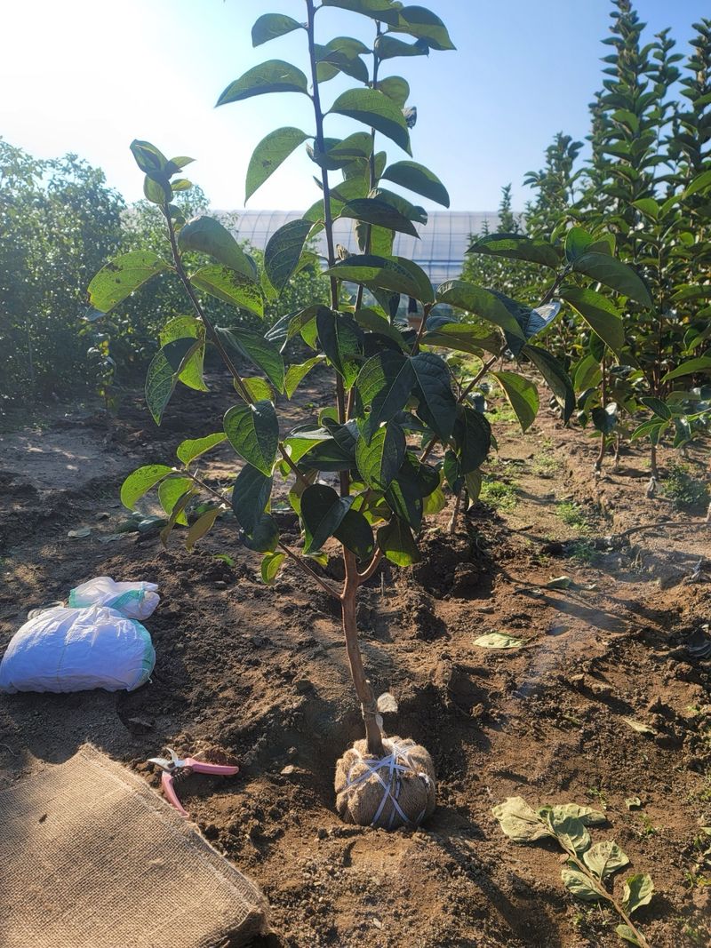 일심묘목농원님의 장터 판매 상품 [태추단감 3년생 결실주 분묘] 첨부 사진