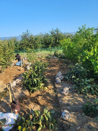 일심묘목농원님의 작성글 사진