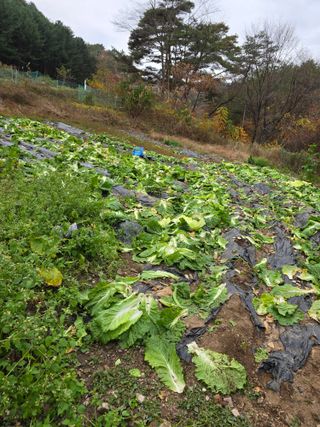서석면님의 배추 · 영농일지 작성글 사진