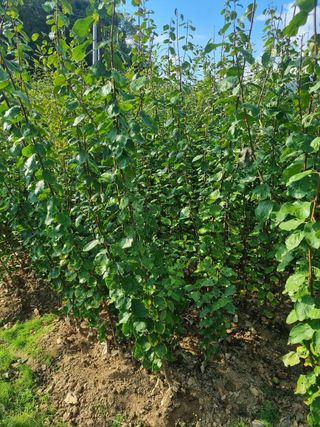 일심묘목농원님의 작성글 사진