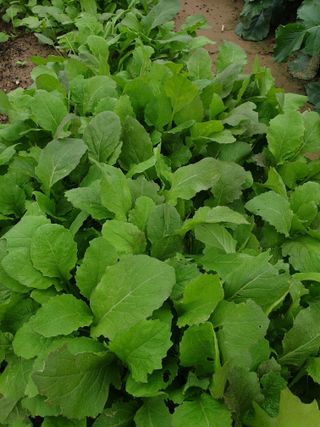 도시부부농부님의 자유주제 · 자유게시판 작성글 사진