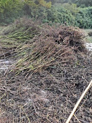 독골농원님의 자유주제 · 자유게시판 작성글 사진
