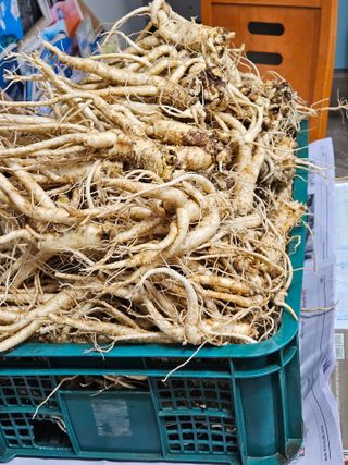 장송녀약초사랑농삿꾼님의 기타작물 · 영농일지 작성글 사진