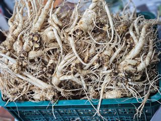 장송녀약초사랑농삿꾼님의 기타작물 · 영농일지 작성글 사진