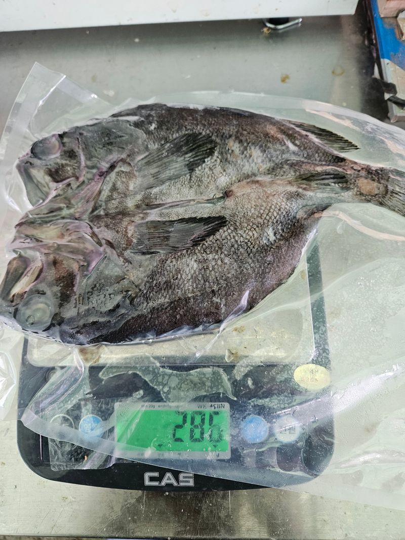 김진국님의 장터 판매 상품 [국내산 반건조 우럭 대사이즈(생물 400g, 실중량300g 전후) 5마리 기획세트] 첨부 사진