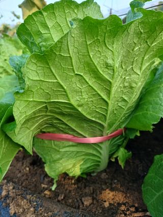 상훈경영체등록5년차님의 11월 농사 계획 공유하기 · 참여글 작성글 사진