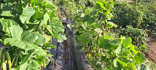 장준재님의 11월 농사 계획 공유하기 · 참여글 작성글 사진