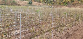 안동마린임영태님의 자유주제 · 자유게시판 작성글 사진