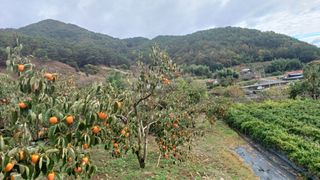 이순기님의 감 · 영농일지 작성글 사진