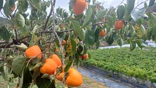 이순기님의 감 · 영농일지 작성글 사진