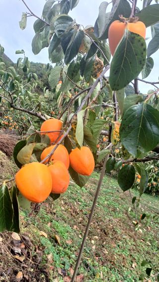 이순기님의 자유주제 · 자유게시판 작성글 사진