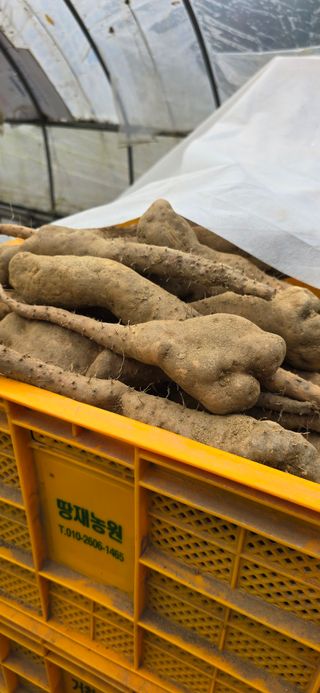 달빛소년(김광순)님의 기타작물 · 영농일지 작성글 사진