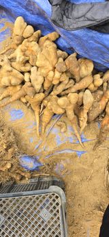 팜모닝 기타작물·영농일지 게시글 이미지