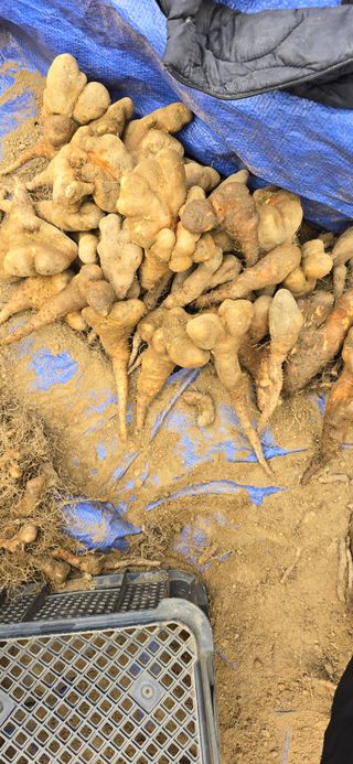 달빛소년(김광순)님의 기타작물 · 영농일지 작성글 사진