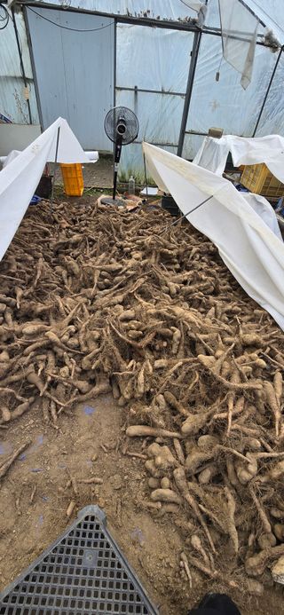 달빛소년(김광순)님의 기타작물 · 영농일지 작성글 사진