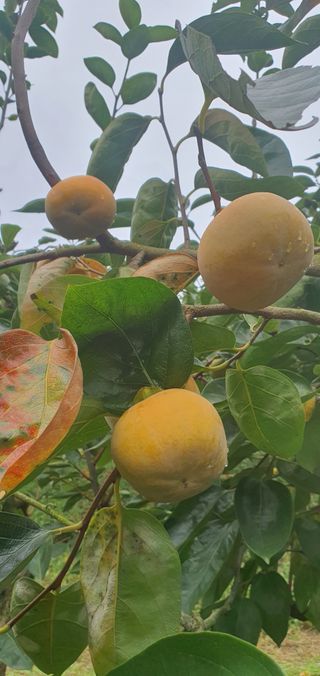 김문희님의 자유주제 · 자유게시판 작성글 사진