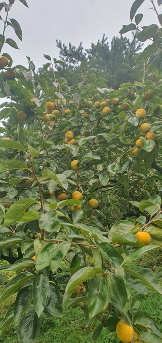 김문희님의 자유주제 · 자유게시판 작성글 사진