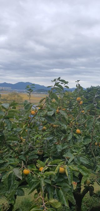 김문희님의 자유주제 · 자유게시판 작성글 사진