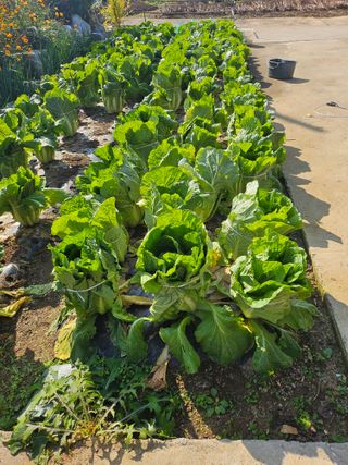 충남공주이도은님의 자유주제 · 자유게시판 작성글 사진