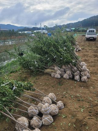일심묘목농원님의 자유주제 · 자유게시판 작성글 사진