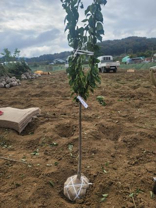 일심묘목농원님의 자유주제 · 자유게시판 작성글 사진