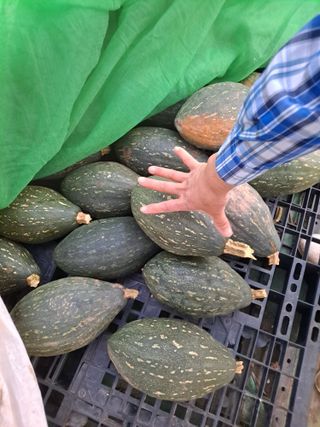 독골농원님의 자유주제 · 자유게시판 작성글 사진