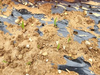 행복블루맘님의 자유주제 · 자유게시판 작성글 사진